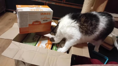 Opuštěné kočky Polička